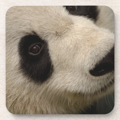 Giant panda Ailuropoda melanoleuca Family 2 Coaster