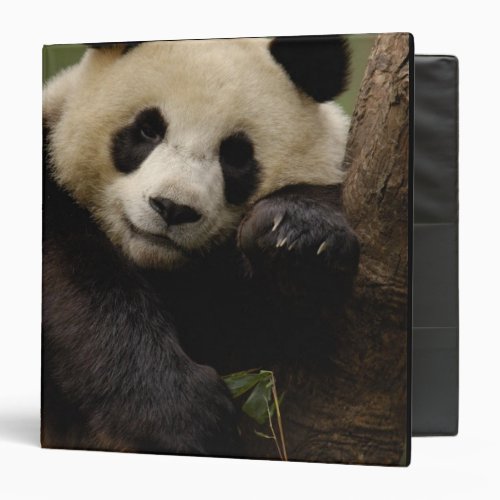 Giant panda Ailuropoda melanoleuca Family 4 3 Ring Binder