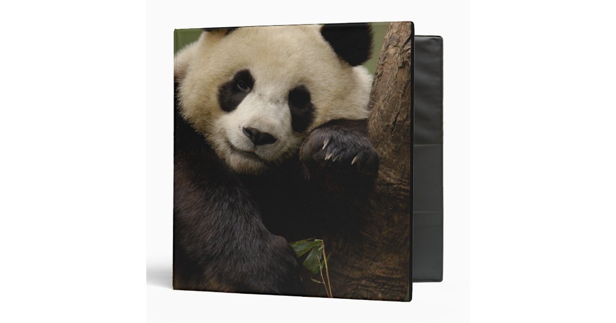 Panda baby print by Pete Oxford