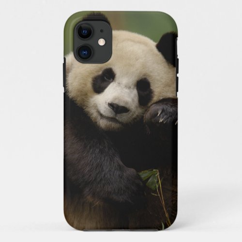 Giant panda Ailuropoda melanoleuca Family 4 iPhone 11 Case