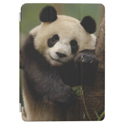 Giant panda Ailuropoda melanoleuca Family 4 iPad Air Cover