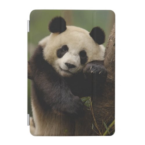 Giant panda Ailuropoda melanoleuca Family 4 iPad Mini Cover