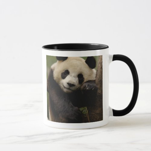 Giant panda Ailuropoda melanoleuca Family 4 Mug