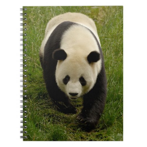 Giant panda Ailuropoda melanoleuca Family 4 Notebook