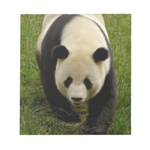 Giant panda Ailuropoda melanoleuca Family 4 Notepad