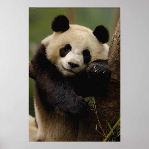 Giant panda Ailuropoda melanoleuca Family 4 Poster