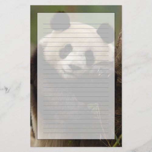 Giant panda Ailuropoda melanoleuca Family 4 Stationery