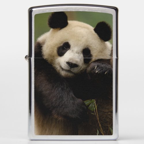 Giant panda Ailuropoda melanoleuca Family 4 Zippo Lighter