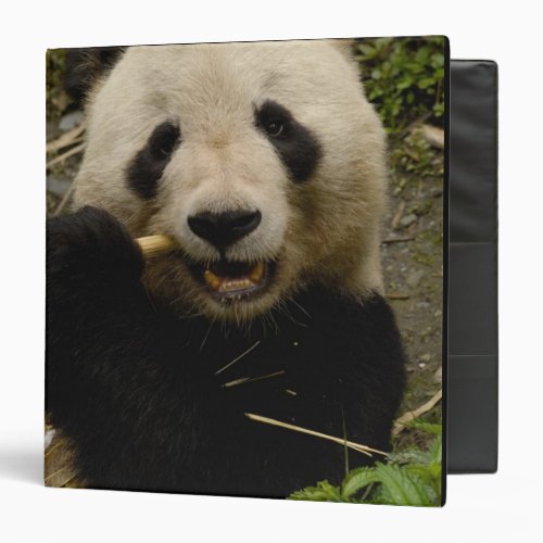 Giant panda Ailuropoda melanoleuca Family 5 3 Ring Binder