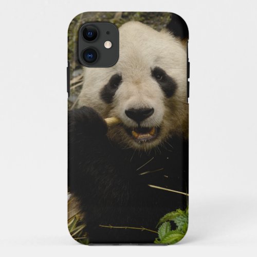 Giant panda Ailuropoda melanoleuca Family 5 iPhone 11 Case