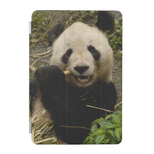 Giant panda Ailuropoda melanoleuca Family 5 iPad Mini Cover