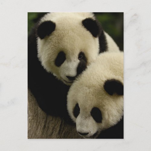 Giant panda Ailuropoda melanoleuca Family 5 Postcard