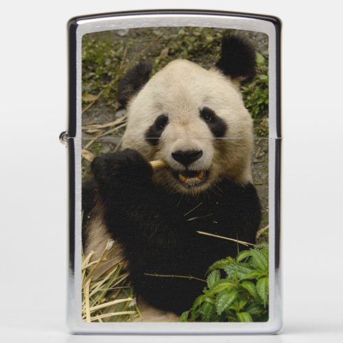 Giant panda Ailuropoda melanoleuca Family 5 Zippo Lighter