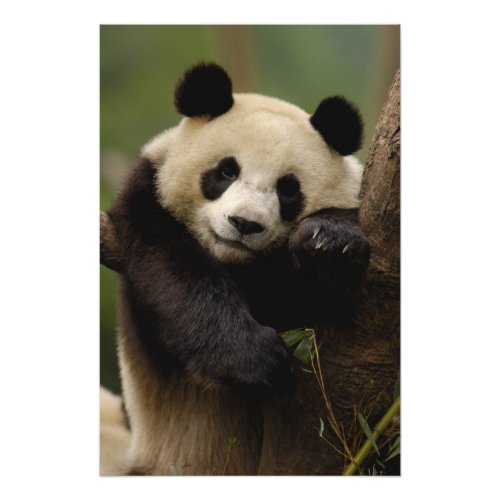 Giant panda Ailuropoda melanoleuca Family 6 Photo Print