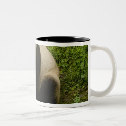 Giant panda Ailuropoda melanoleuca Family 6 Two_Tone Coffee Mug