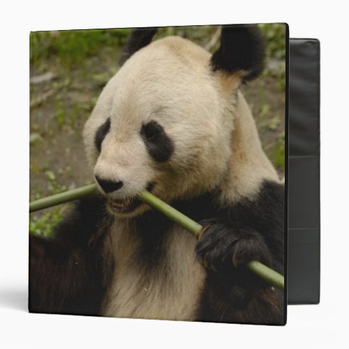 Giant panda Ailuropoda melanoleuca Family 7 3 Ring Binder