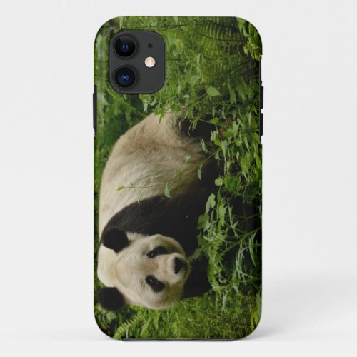 Giant panda Ailuropoda melanoleuca Family 7 iPhone 11 Case