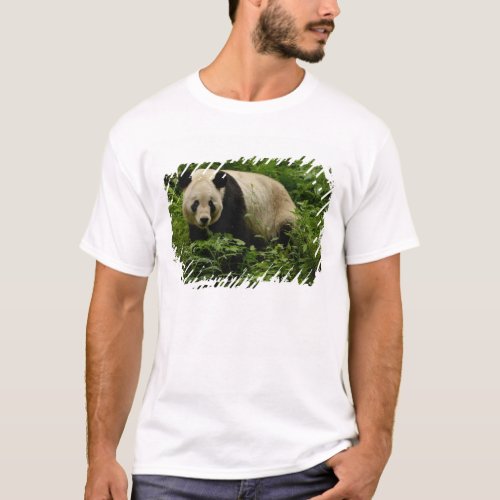 Giant panda Ailuropoda melanoleuca Family 7 T_Shirt