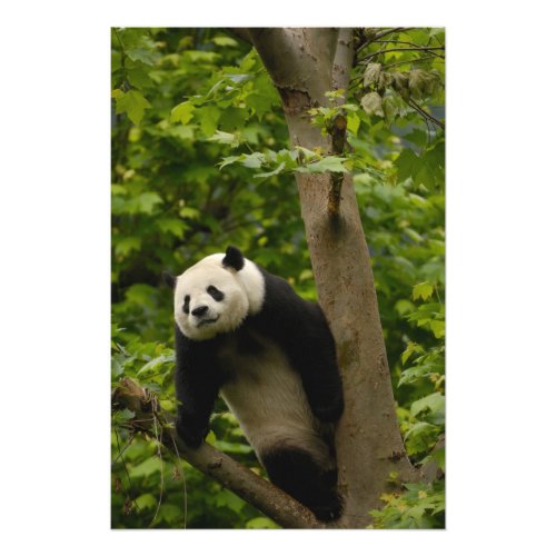 Giant panda Ailuropoda melanoleuca Family 8 Photo Print
