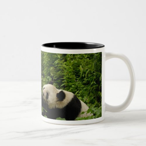 Giant panda Ailuropoda melanoleuca Family 8 Two_Tone Coffee Mug