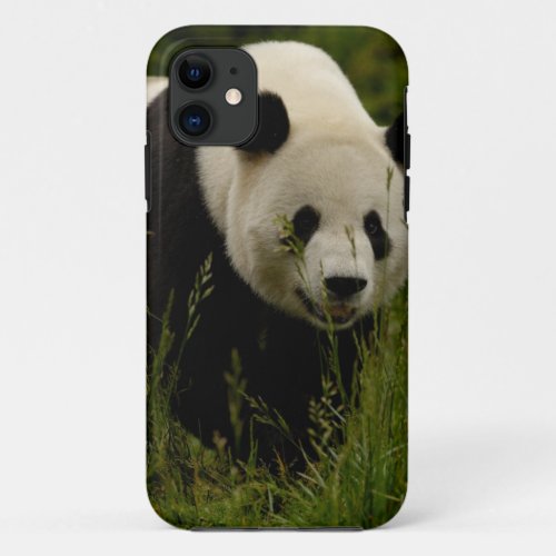 Giant panda Ailuropoda melanoleuca Family iPhone 11 Case