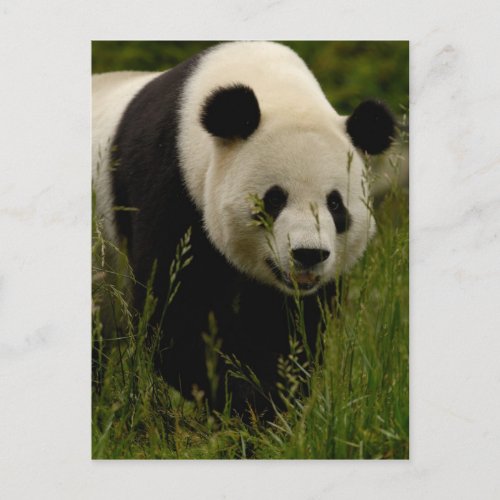 Giant panda Ailuropoda melanoleuca Family Postcard
