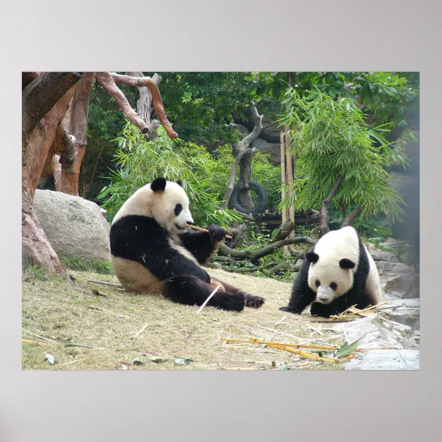 Giant Panda and Bamboo Poster | Zazzle