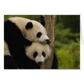 Giant panda babies Ailuropoda melanoleuca) (Front Horizontal)