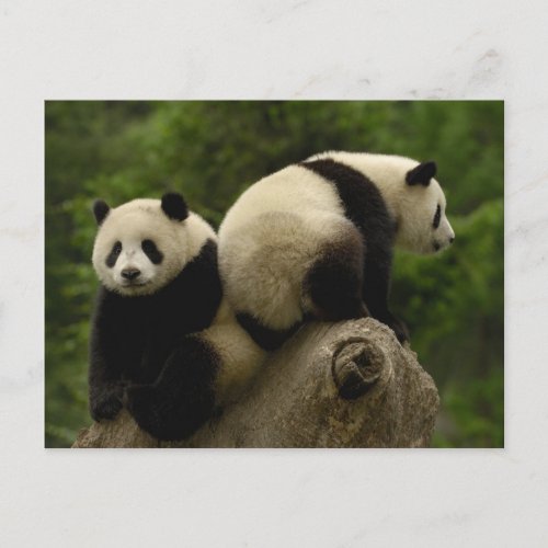 Giant panda babies Ailuropoda melanoleuca 10 Postcard
