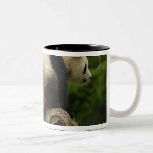 Giant panda babies Ailuropoda melanoleuca 10 Two_Tone Coffee Mug