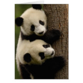 Giant panda babies (Ailuropoda melanoleuca) 2 (Front)