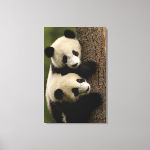 Giant panda babies Ailuropoda melanoleuca 2 Canvas Print