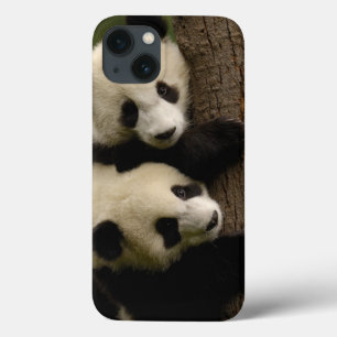 Giant panda babies (Ailuropoda melanoleuca) 2 iPhone 13 Case