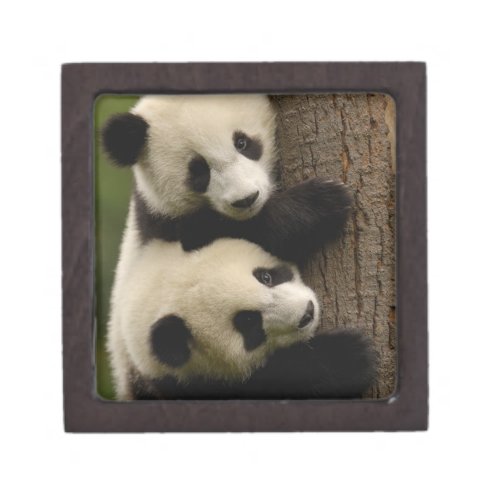 Giant panda babies Ailuropoda melanoleuca 2 Jewelry Box