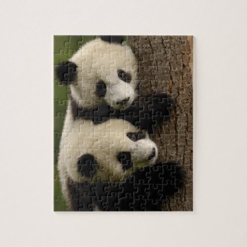 Giant panda babies Ailuropoda melanoleuca 2 Jigsaw Puzzle