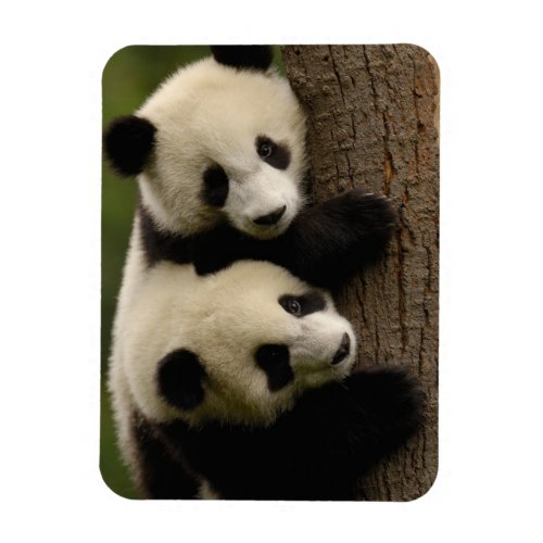 Giant panda babies Ailuropoda melanoleuca 2 Magnet