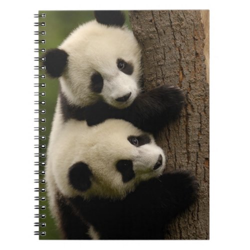 Giant panda babies Ailuropoda melanoleuca 2 Notebook