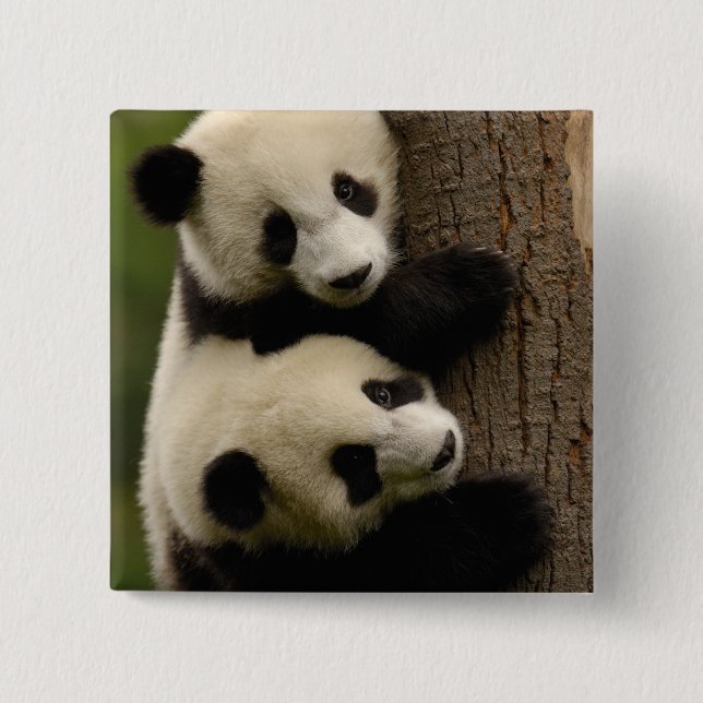 Giant panda babies (Ailuropoda melanoleuca) 2 Pinback Button (Front)