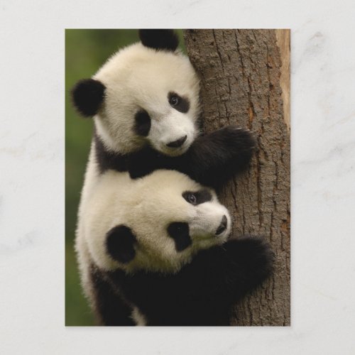 Giant panda babies Ailuropoda melanoleuca 2 Postcard