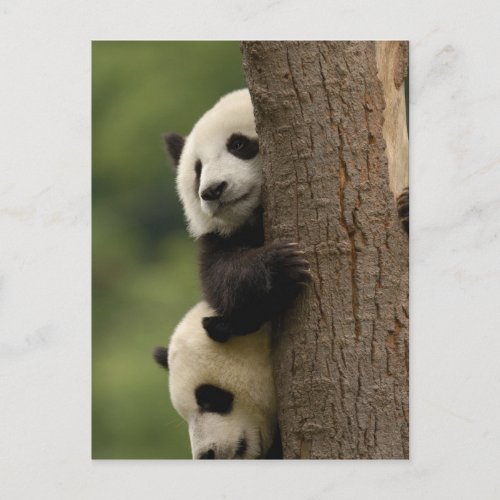 Giant panda babies Ailuropoda melanoleuca 2 Postcard
