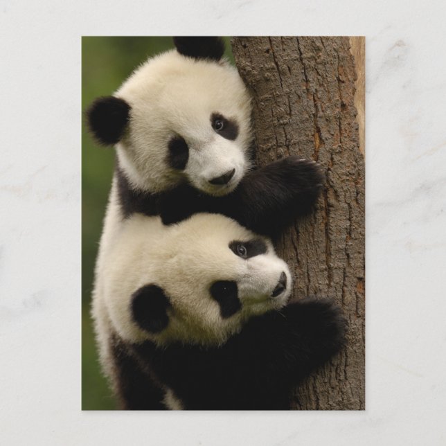 Giant panda babies (Ailuropoda melanoleuca) 2 Postcard (Front)