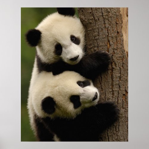 Giant panda babies Ailuropoda melanoleuca 2 Poster