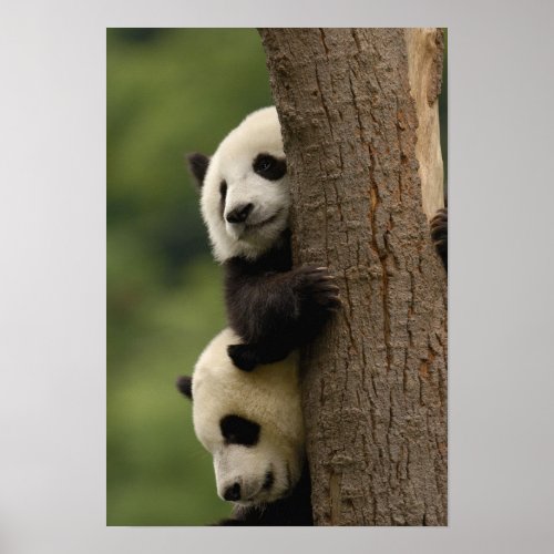 Giant panda babies Ailuropoda melanoleuca 2 Poster