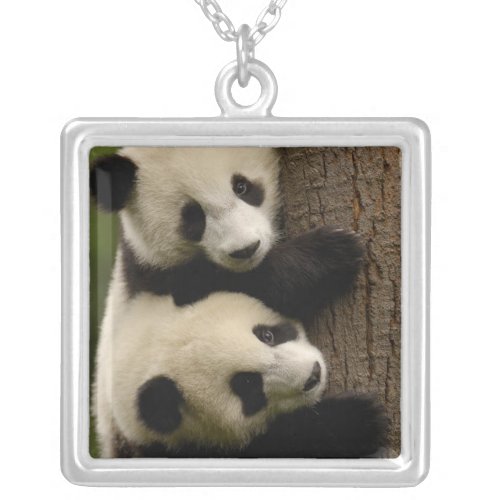 Giant panda babies Ailuropoda melanoleuca 2 Silver Plated Necklace