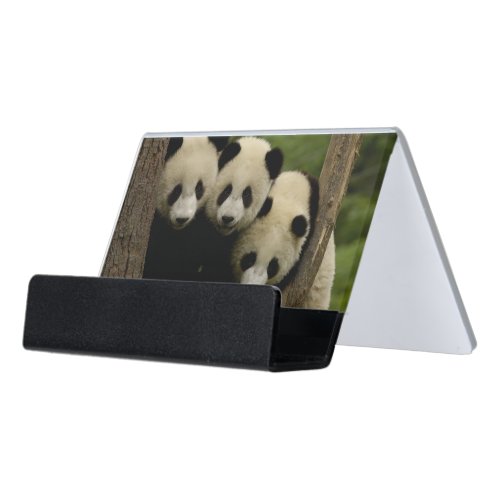 Giant panda babies Ailuropoda melanoleuca 3 Desk Business Card Holder