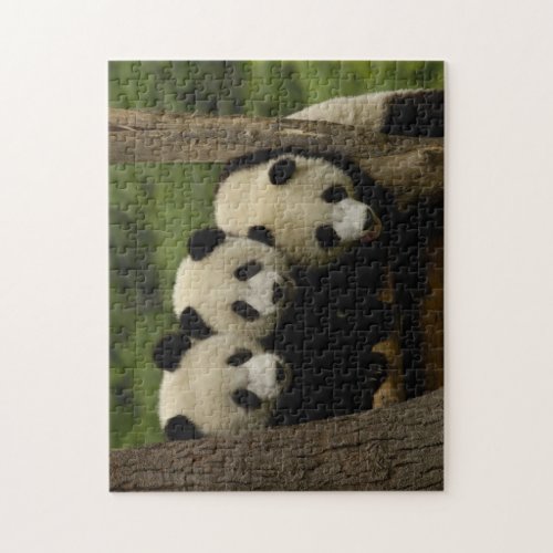 Giant panda babies Ailuropoda melanoleuca 3 Jigsaw Puzzle