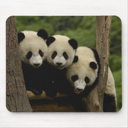 Giant panda babies Ailuropoda melanoleuca 3 Mouse Pad