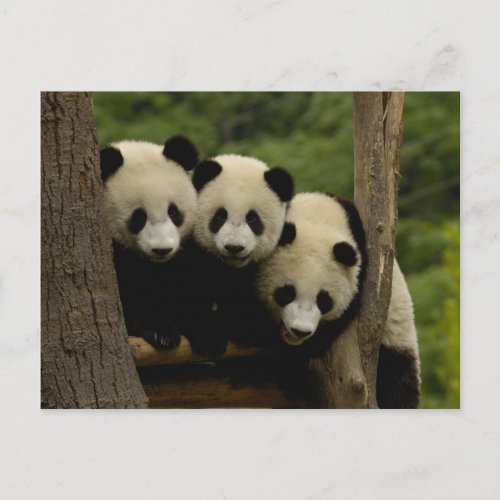 Giant panda babies Ailuropoda melanoleuca 3 Postcard