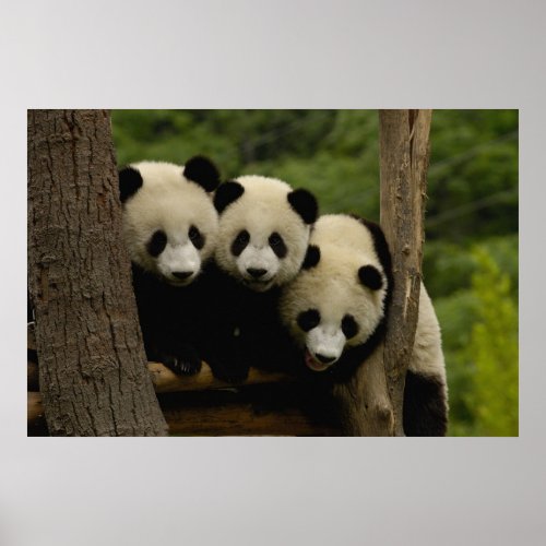 Giant panda babies Ailuropoda melanoleuca 3 Poster