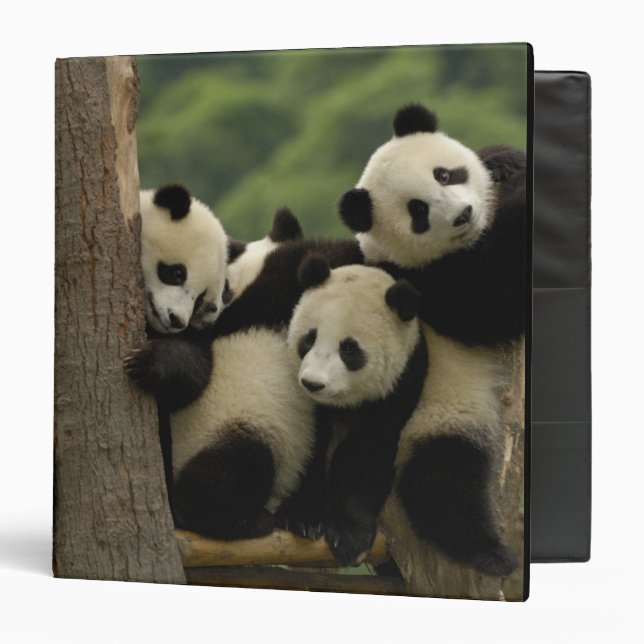 Giant panda babies Ailuropoda melanoleuca) 3 Ring Binder (Front/Inside)